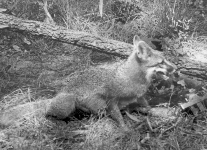 5 Children Attacked By a Fox in&nbsp;Lakewood