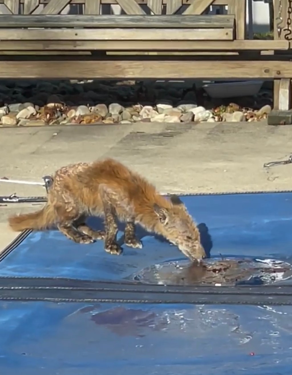 Sick Foxes Roaming Around Brick Have Residents&nbsp;Concerned