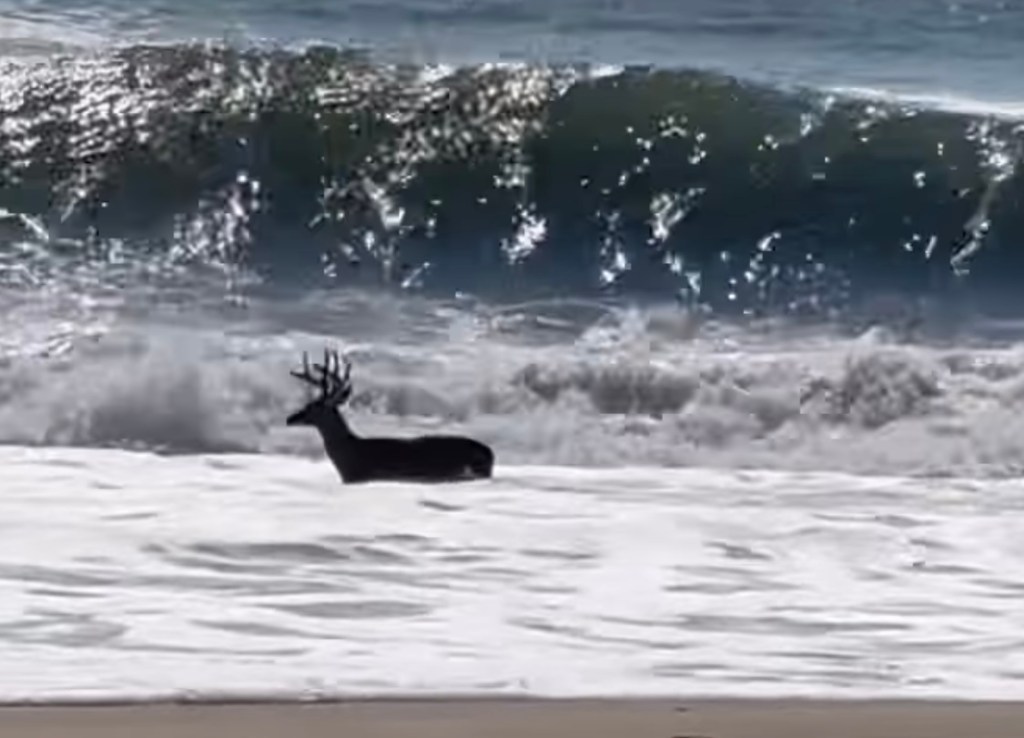 Huge Buck Spotted Swimming in&nbsp;Ocean