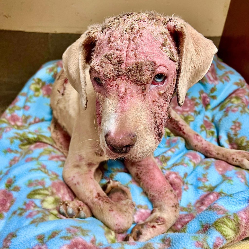 Dog Left to Die in Asbury Rescued by Monmouth County&nbsp;SPCA