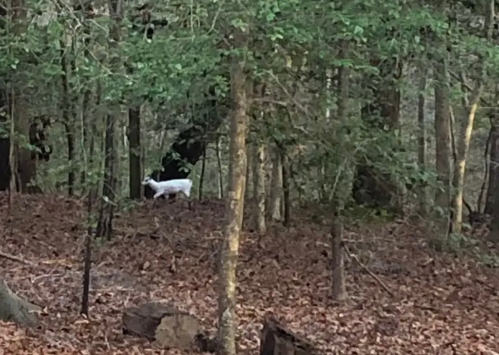 Black and White Buck Spotted in&nbsp;Jackson