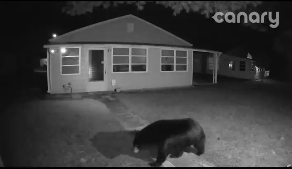 Bear Spotted in Holiday City&nbsp;West