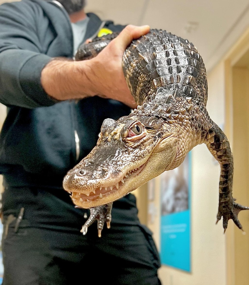 Owner of “Alleged” Abandoned Juvenile Alligator&nbsp;Found