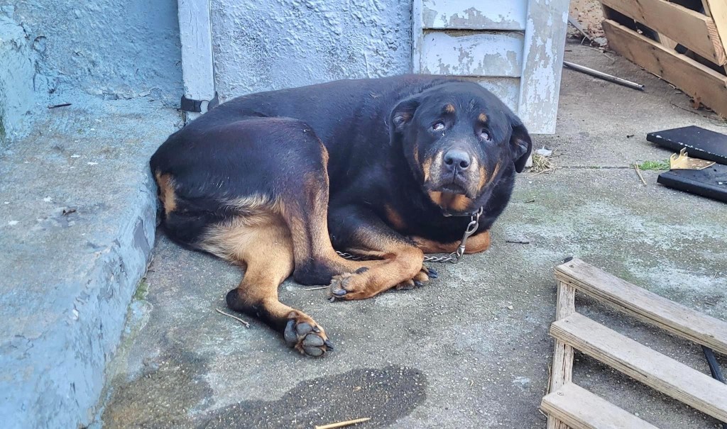 Police Rescue Abused Dog Tied to Rope for&nbsp;Days