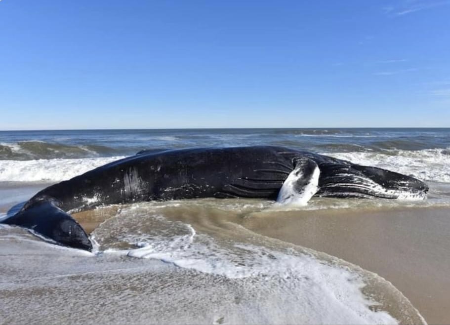 Tenth Dead Whale Washes up on&nbsp;Beach