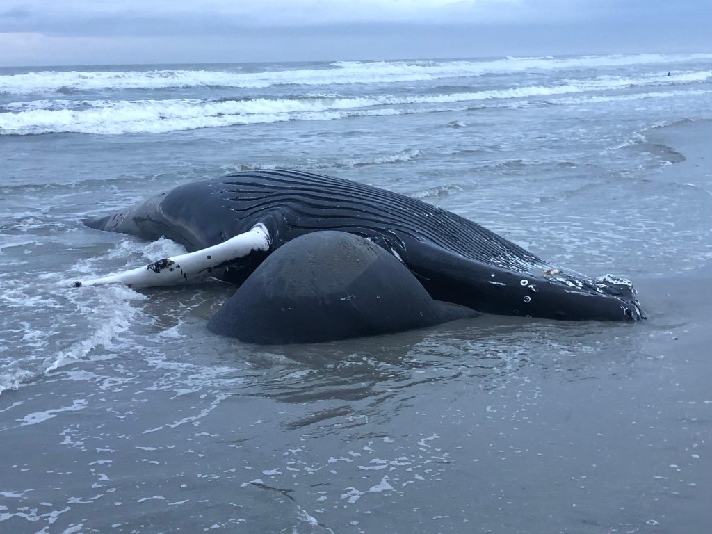 7th Dead Whale Washes Up on NJ&nbsp;Beach