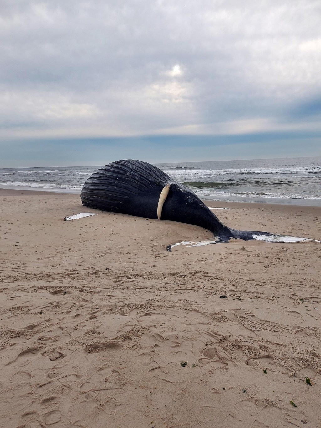 Another Dead Whale Washes Up on&nbsp;Beach