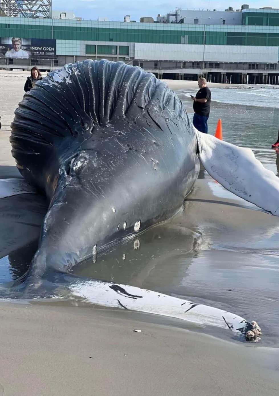 Dead Whale Washes Up on Atlantic City&nbsp;Beach