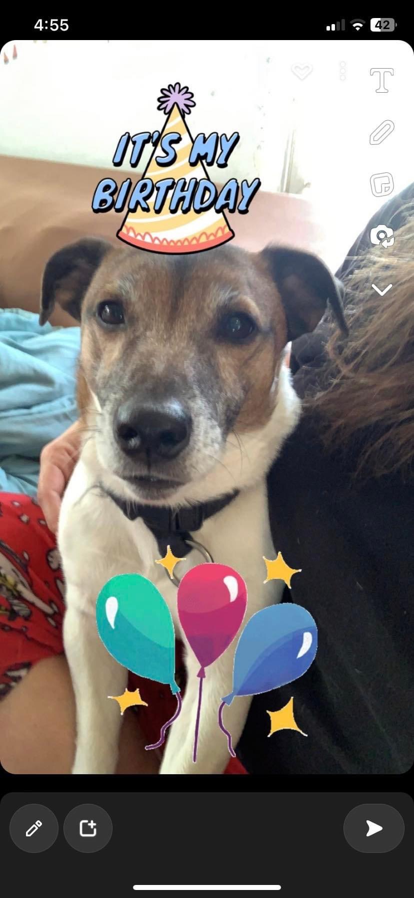 Lost Dog Ollie in&nbsp;Bayville