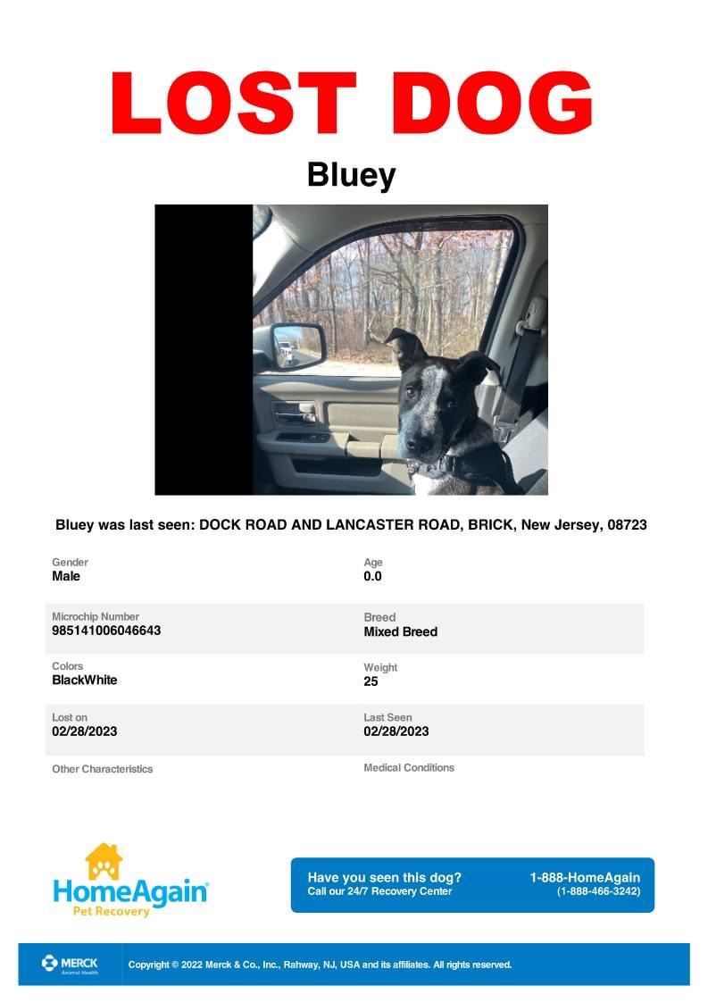 Missing Dog Bluey From&nbsp;Brick