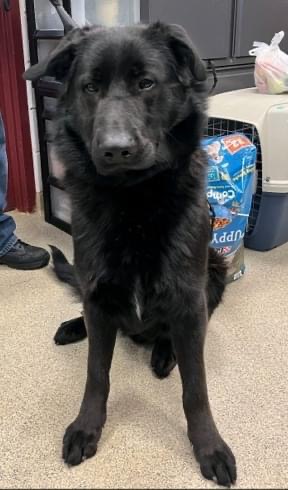 Dog Found in Old&nbsp;Bridge
