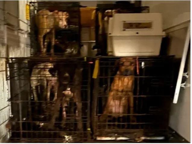 Update on Brick Animal Hoarding-Public’s Support&nbsp;Needed