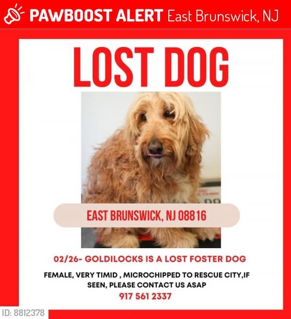 Lost Goldendoodle Dog