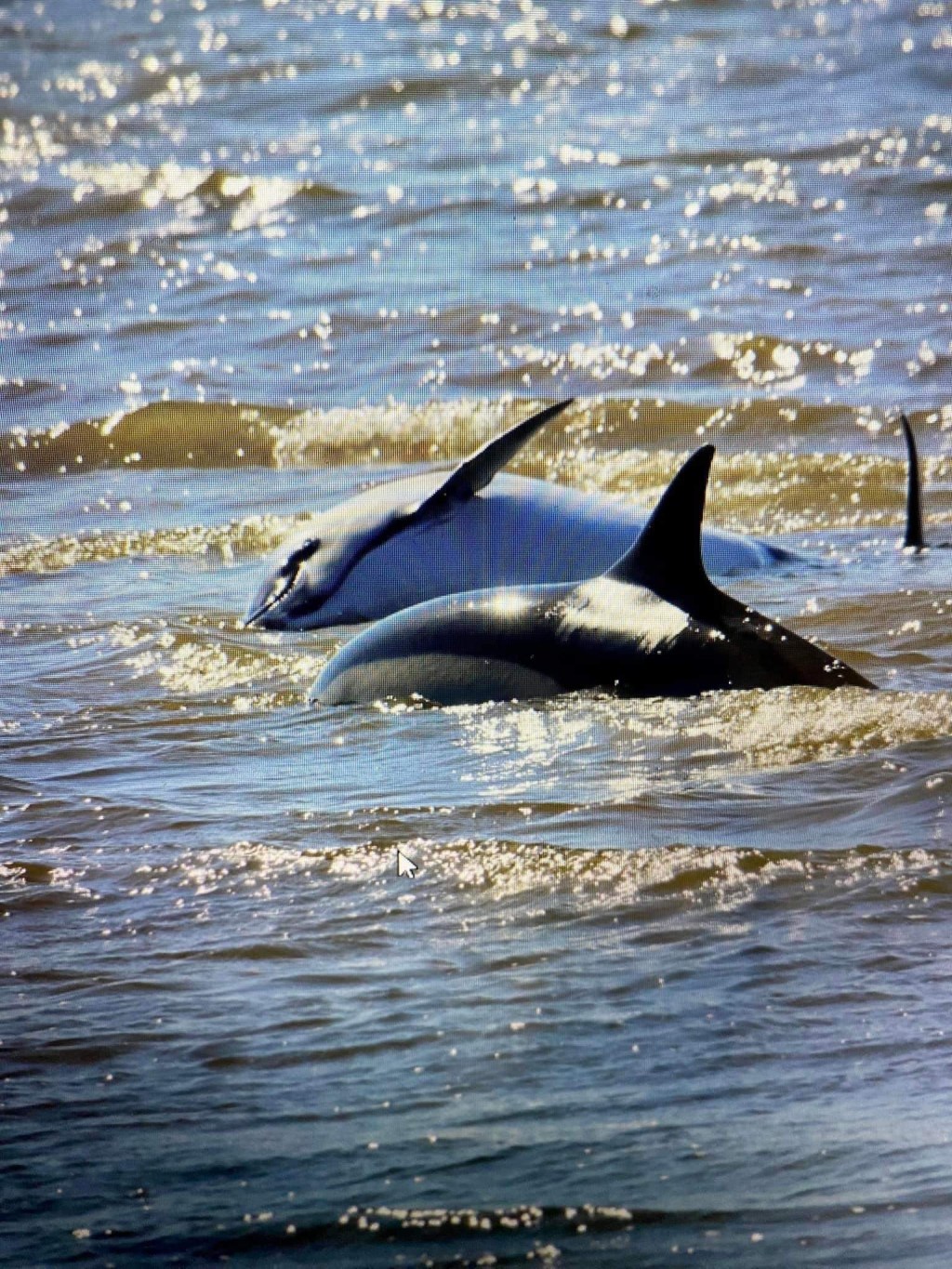 Three Dolphins Washed Ashore in Sandy&nbsp;Hook