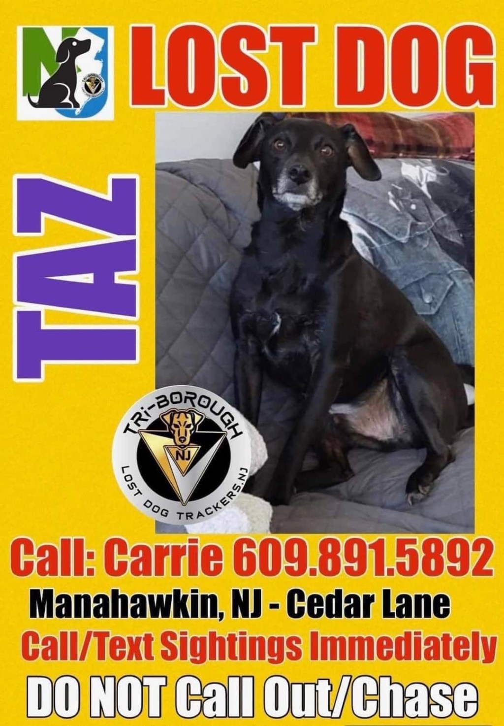 This Pup Has Been Missing – Have You Seen Him&nbsp;Anywhere?