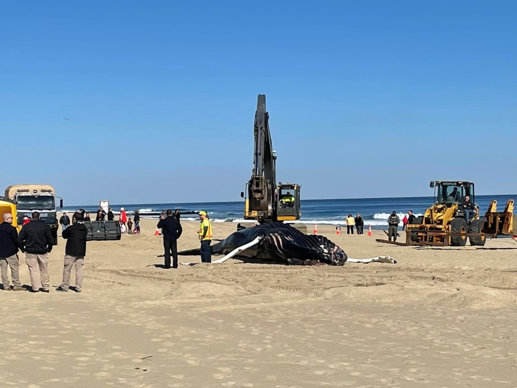 Whale Removed from Beach, Assemblywoman Releases&nbsp;Statement