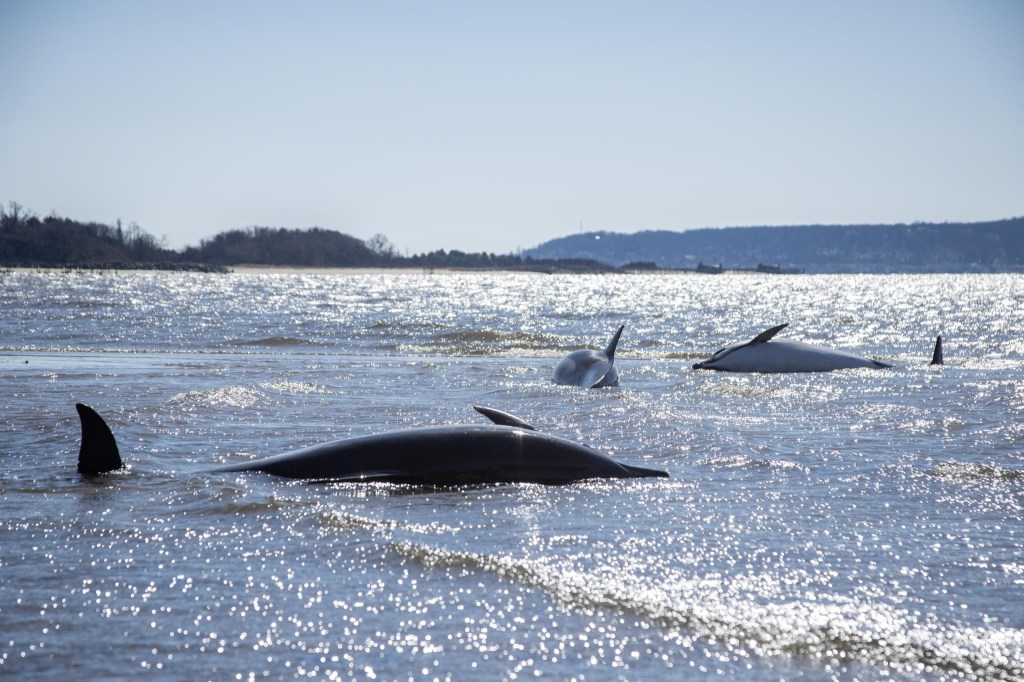 Latest Update on Three Dolphins That Died in Sandy&nbsp;Hook
