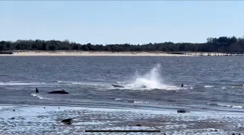 Three Dolphins Die Brutally in Sandy&nbsp;Hook
