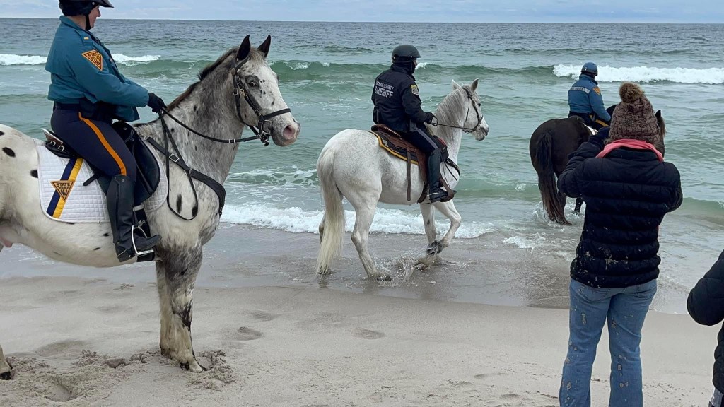 Even the Horses Enjoyed the&nbsp;Plunge