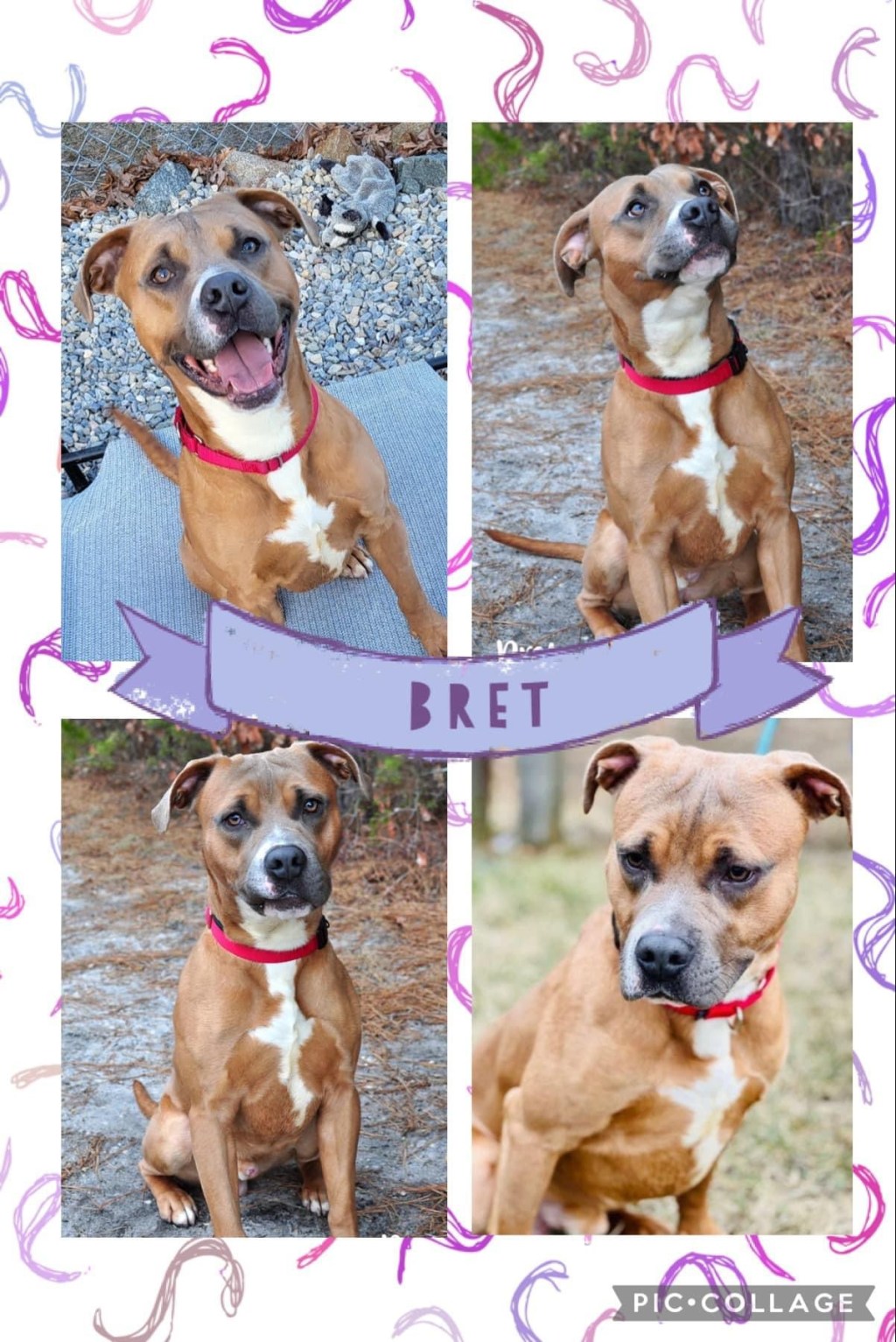 Adopt Bret