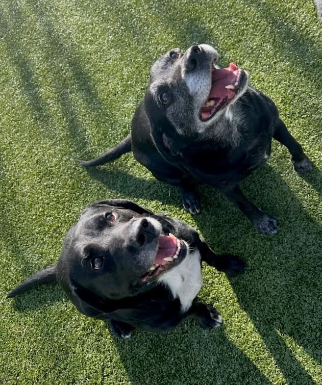 Found Two Dogs Together- Do You Recognize&nbsp;Them?