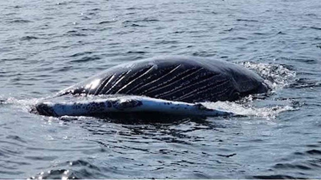 Dead Whale Floating Off Sandy&nbsp;Hook