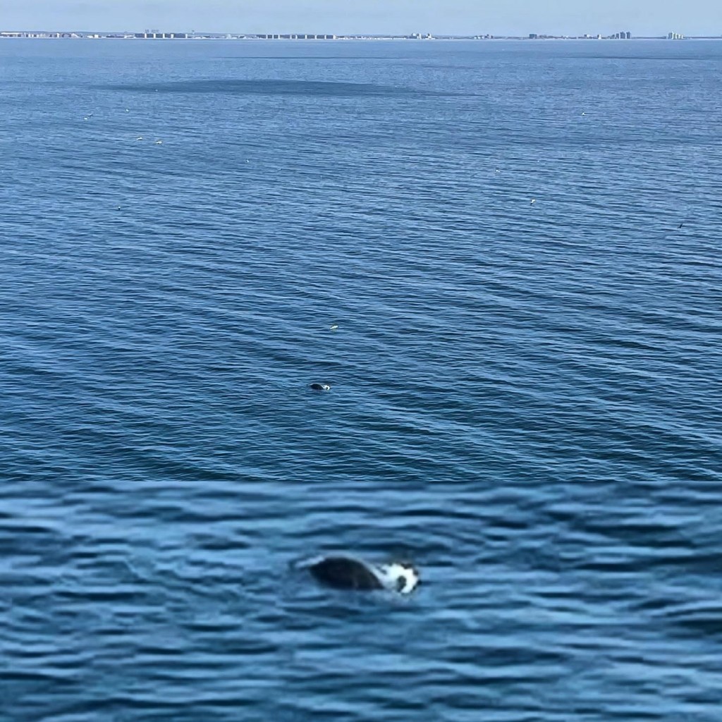 Dead Whale Coming Closer to&nbsp;Shores