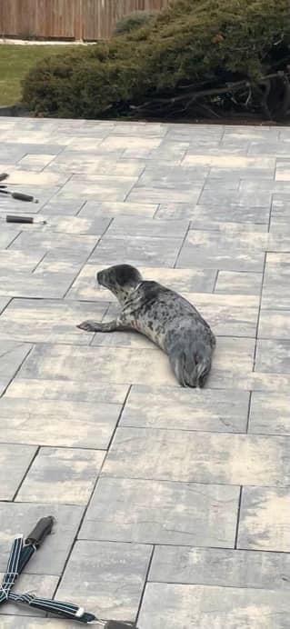 Seal Tries Crossing Route 35 Creating Traffic&nbsp;Jam