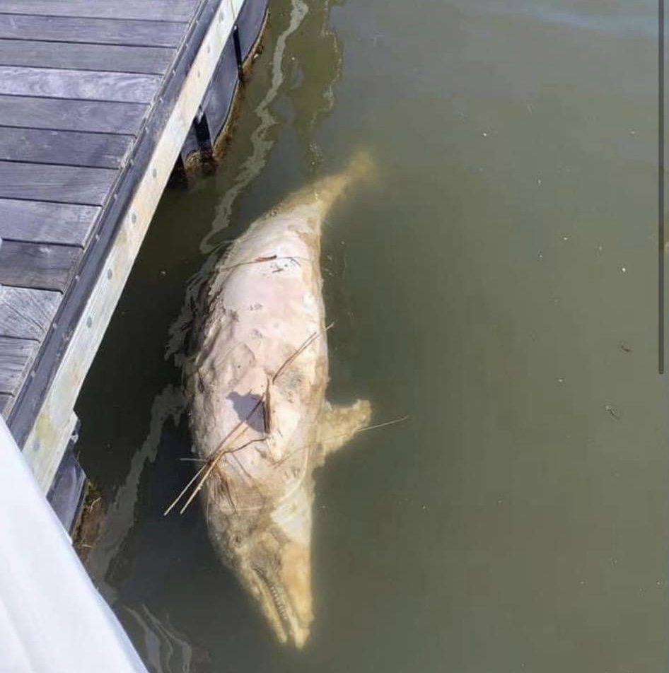 Dead Bottlenose Dolphin Washes up in&nbsp;Lagoon