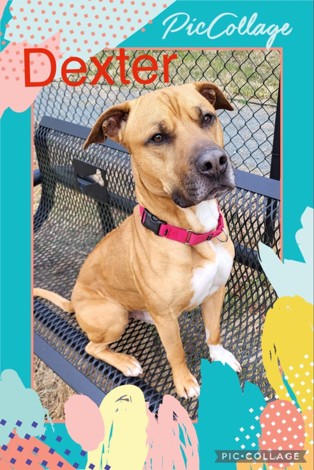 Dexter is Ready For A New&nbsp;Family