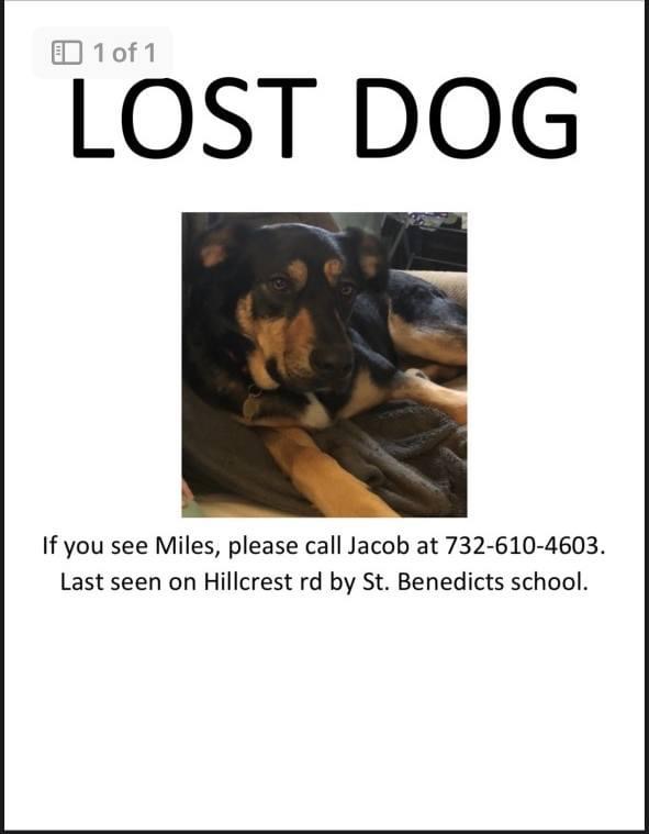 Lost Dog Holmdel