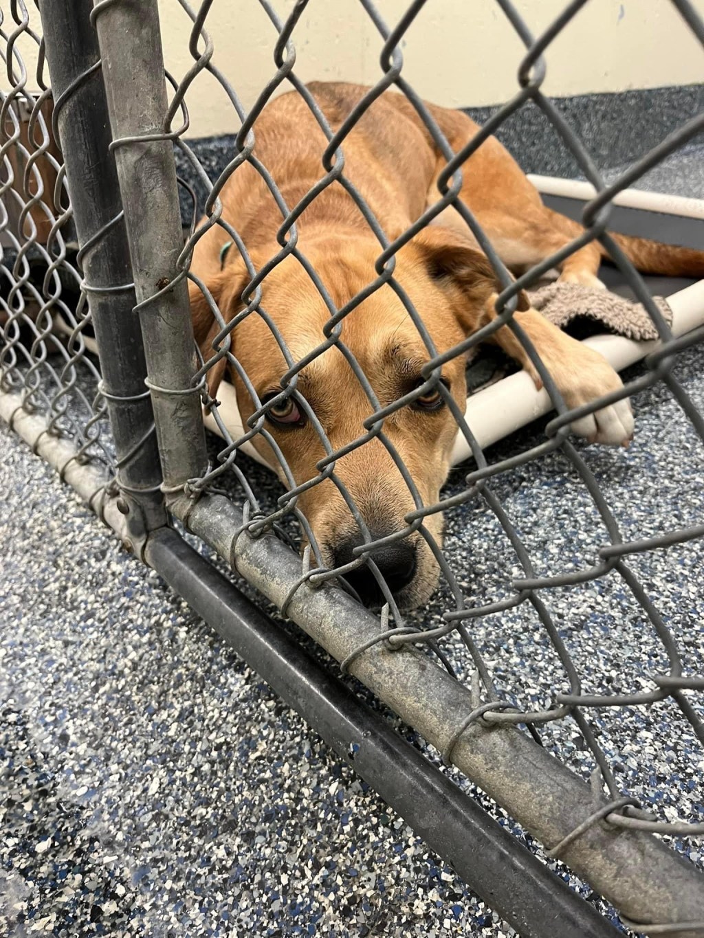 Yoko Is A Young Pup Ready For A Home of His Own – His Eyes Speak&nbsp;Volumes