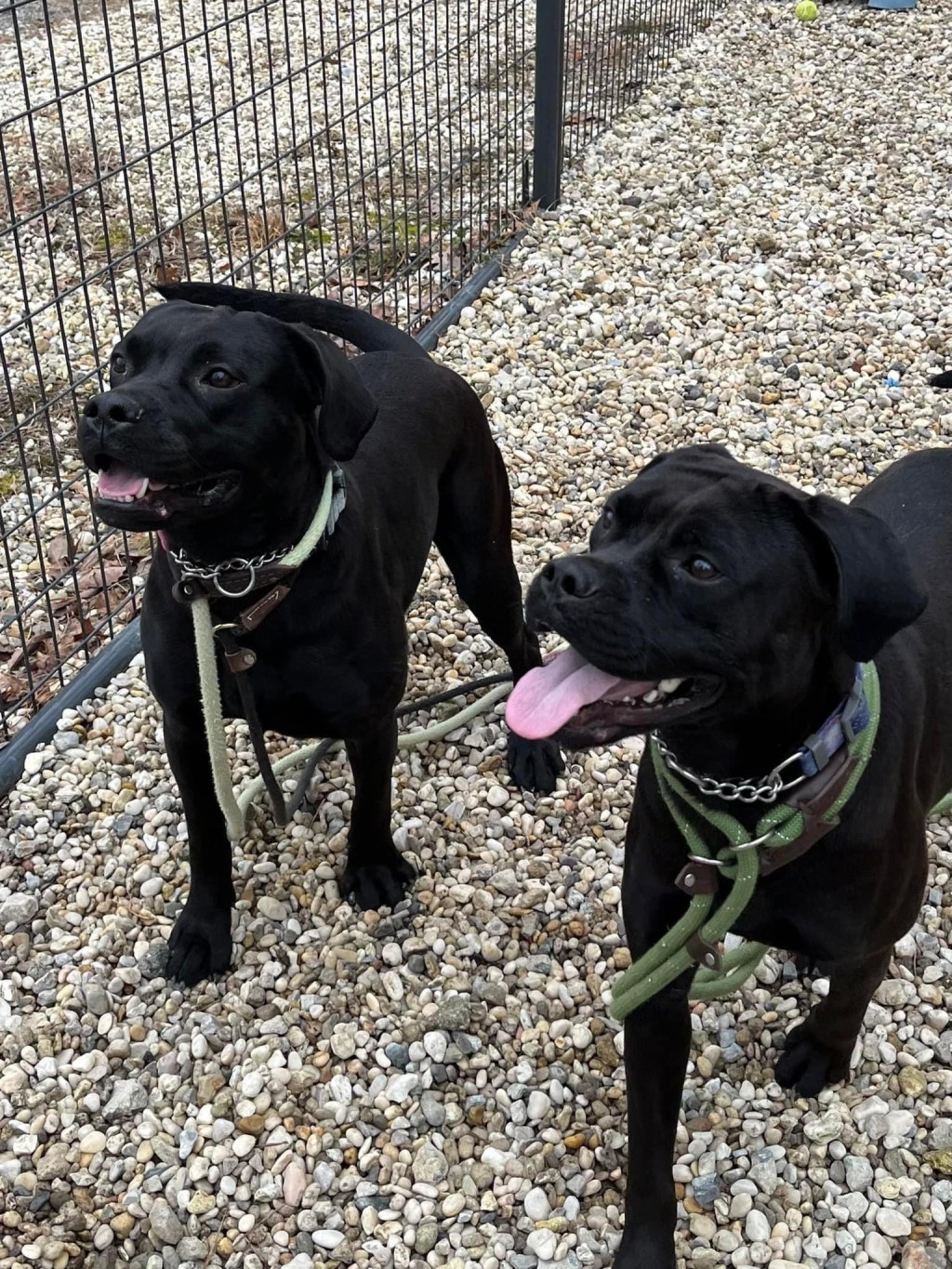 Adopt or Foster Comet and&nbsp;Cupid