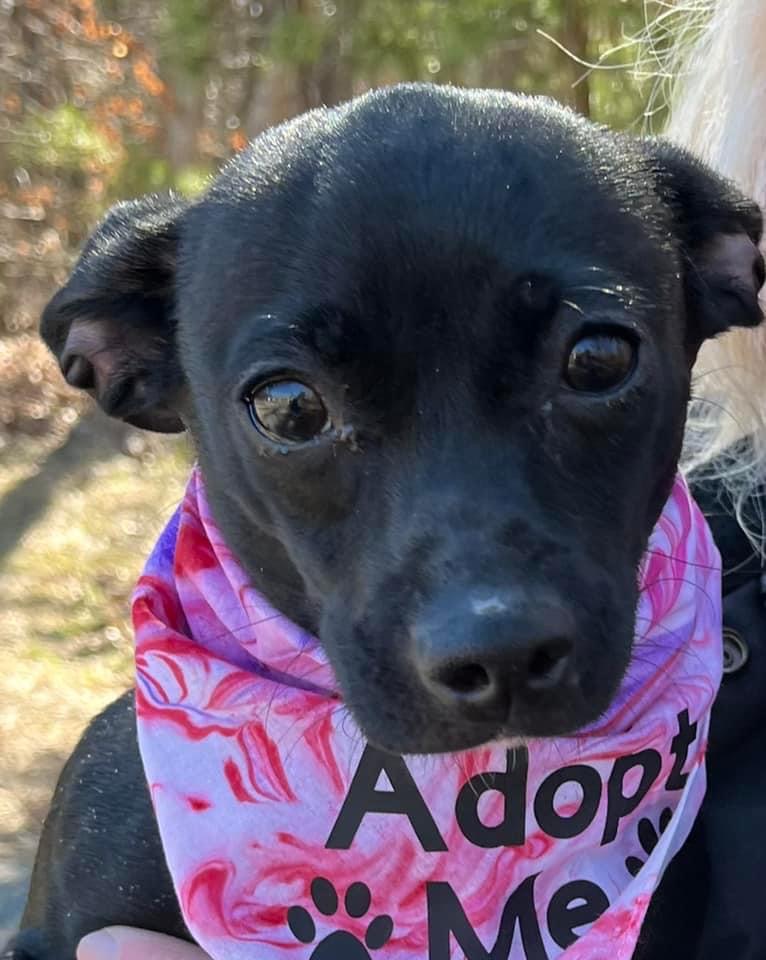 Miss Scarlet is Seeking Her Special Someone to Adopt&nbsp;Her