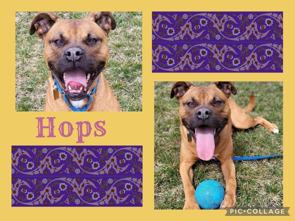 Hops is Hoping Someone Will Hop On By and Adopt Him