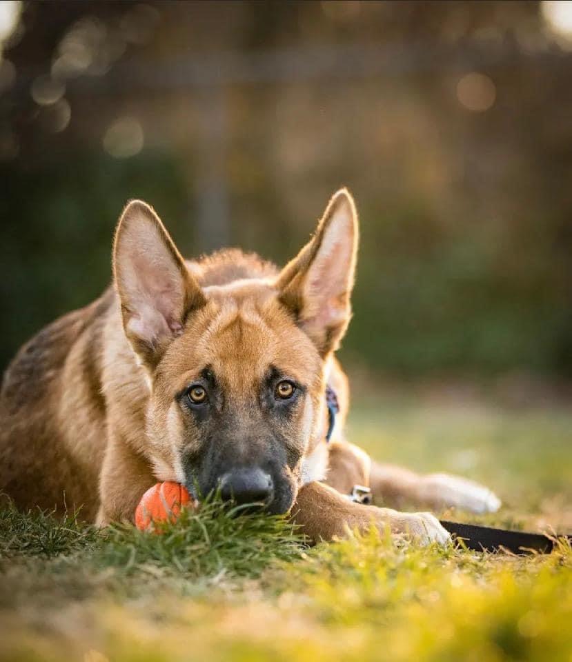 Adopt Ranger Just Four Months&nbsp;Old