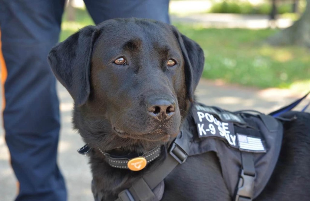K9 Officer Sully Decided To Show Who The Boss&nbsp;Was