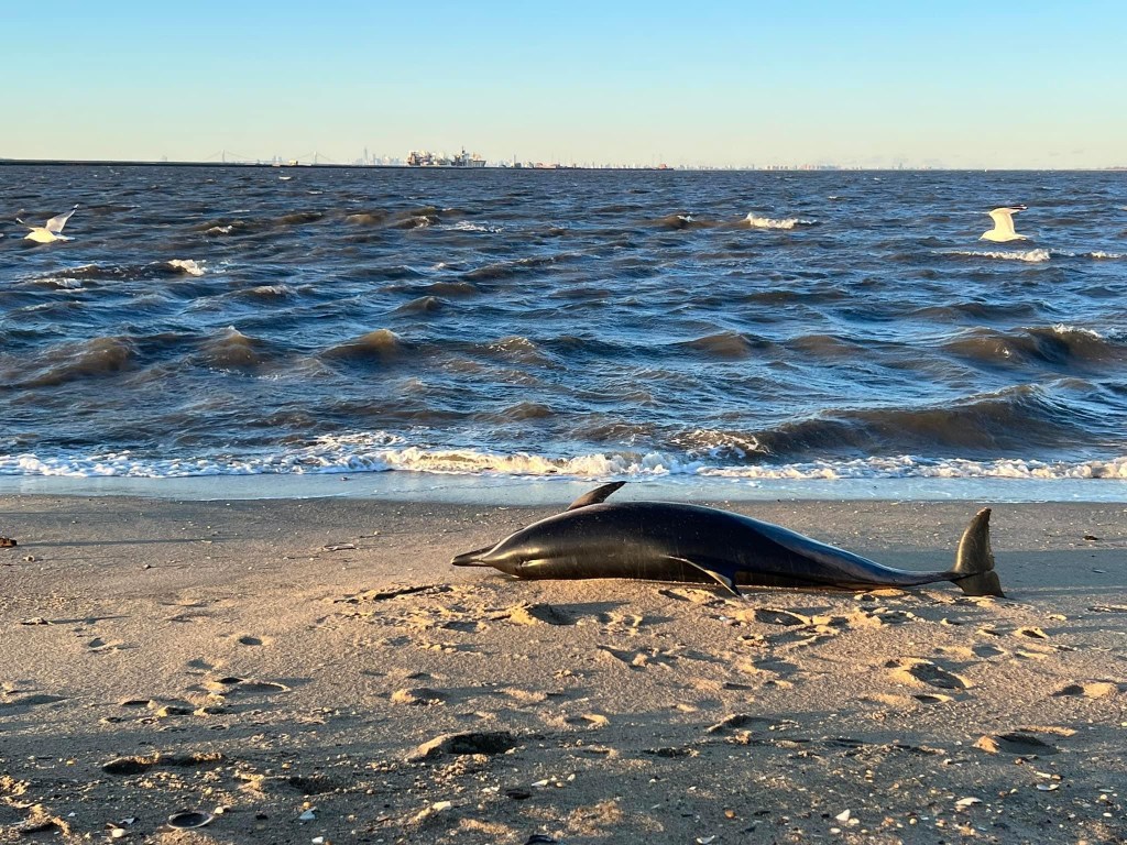 Dead Dolphin Washes Up In Monmouth&nbsp;County