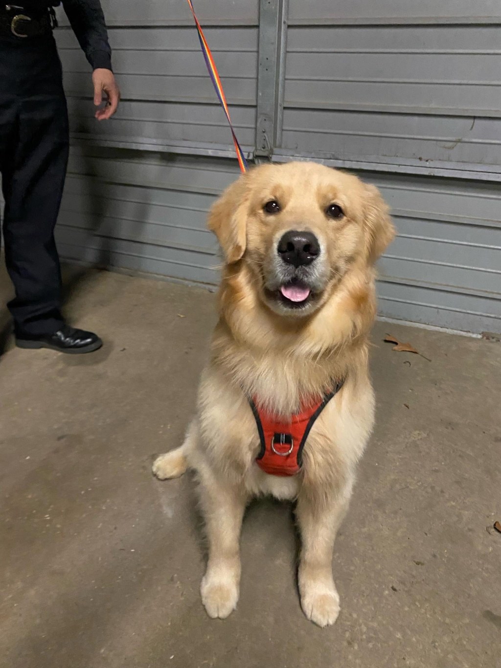 Dog Found in&nbsp;Rumson