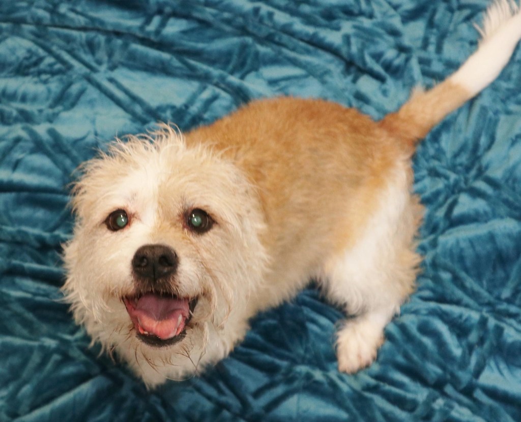 Loki is Ready to Give You Unconditional Love – Adopt&nbsp;Loki