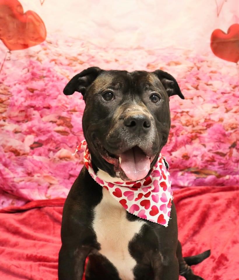 Adopt Decker – He’s Seeking True&nbsp;Love