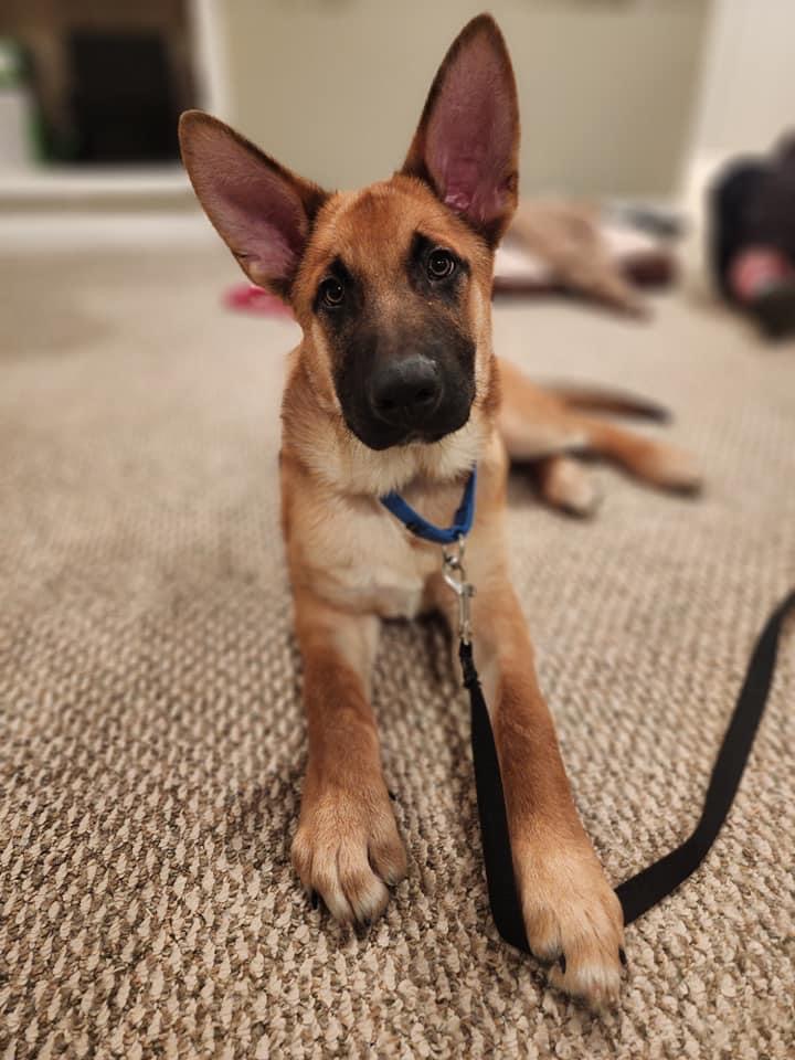 Help Ranger Find A&nbsp;Home