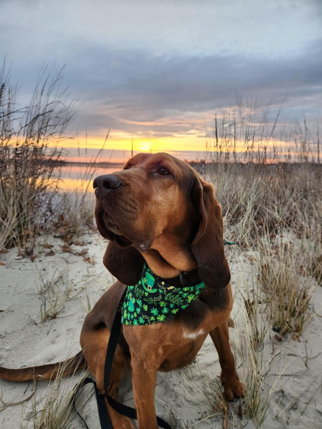 K9 Officer Fiona Wishes Everyone a Happy St. Patrick’s&nbsp;Day