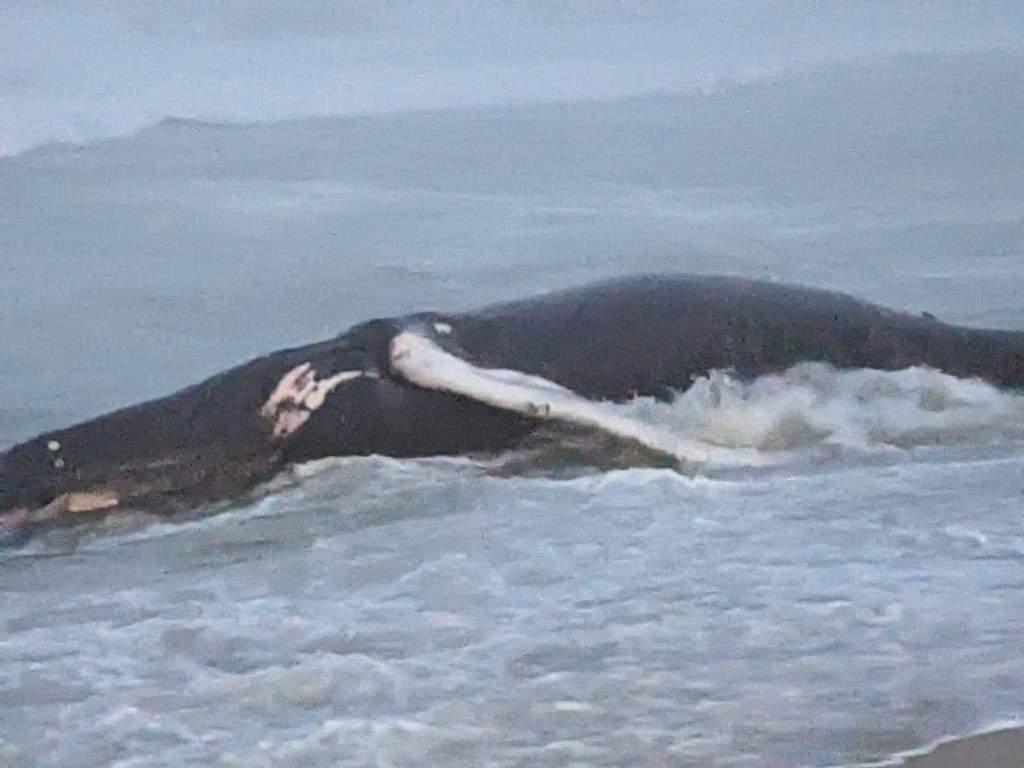 Meeting To Save the Whales To Be Live&nbsp;Streamed