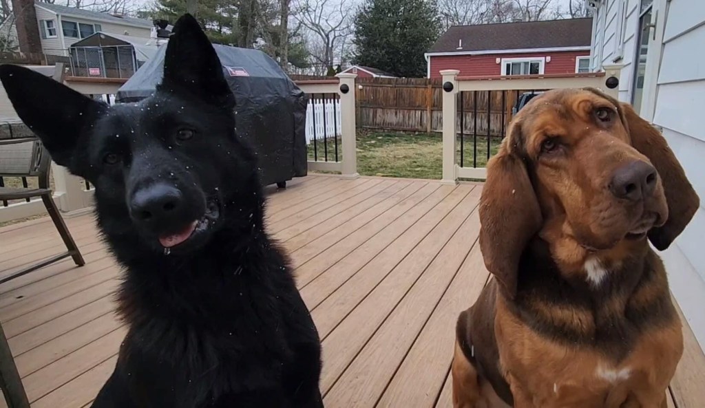 Ocean County K9 Officers Disappointed by Hype About&nbsp;Snow