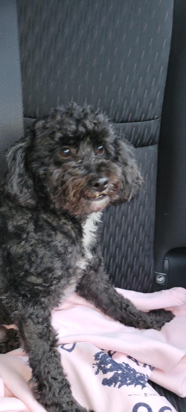 This Pup Was Found Today – Looking for his&nbsp;Owners