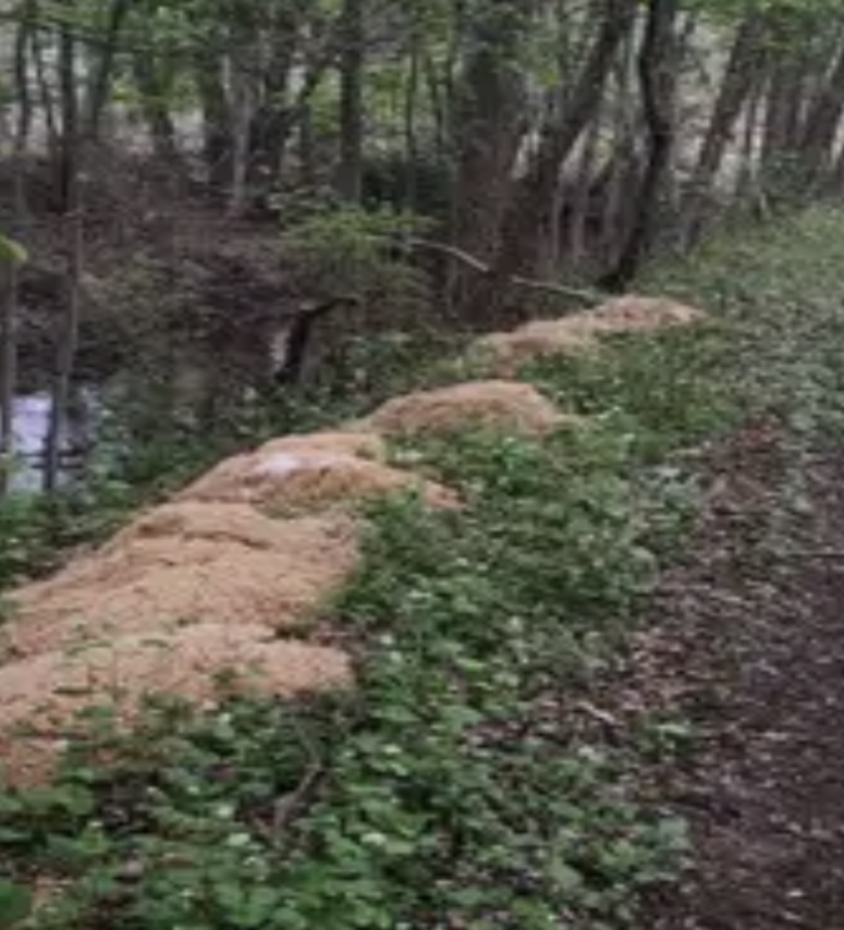 Where Did 500 Pounds of Pasta Get&nbsp;Dumped?