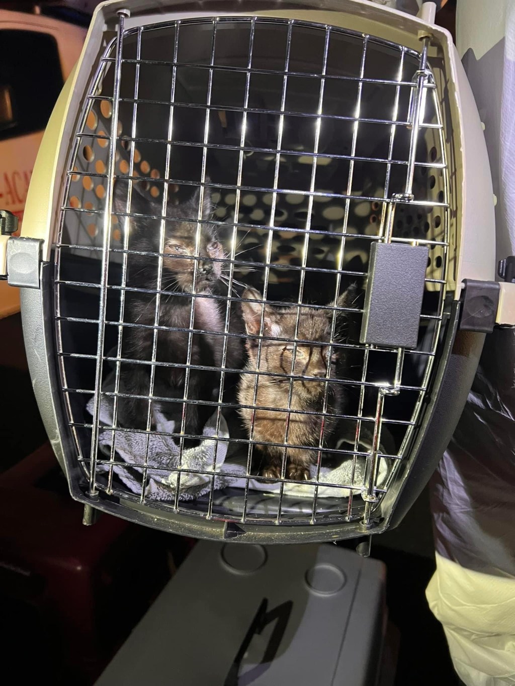 Another Animal Hoarding Situation in&nbsp;Brick