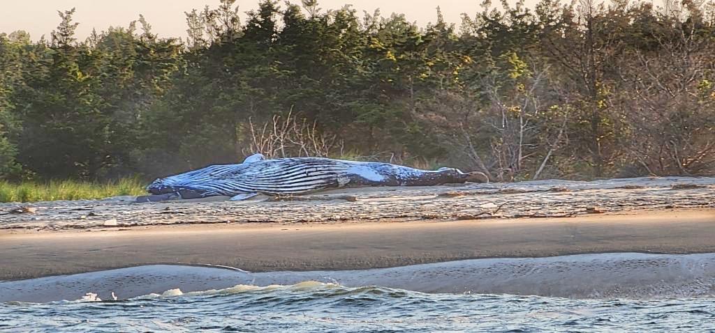 Dead Whale Washes up in Sandy&nbsp;Hook