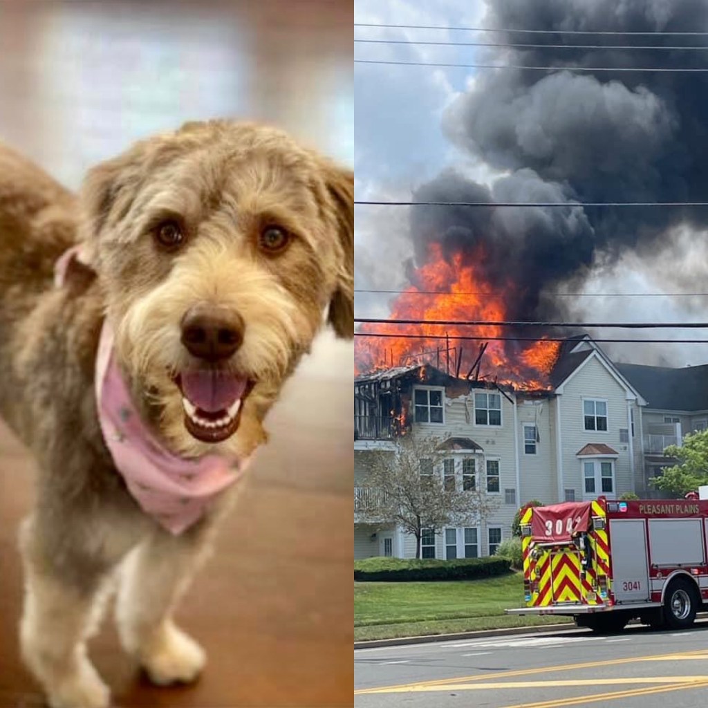 Dog Missing After Apartment&nbsp;Fire